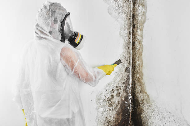 Best Mold Testing and Inspection Services in Smithfield, UT