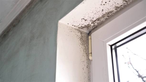 Best Basement Mold Remediation in Smithfield, UT