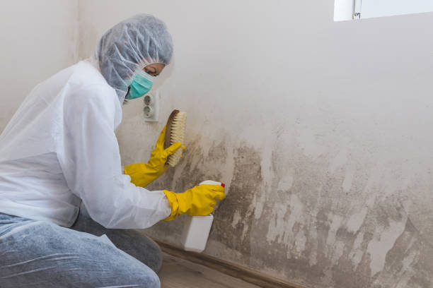 Best Residential Mold Remediation in Smithfield, UT