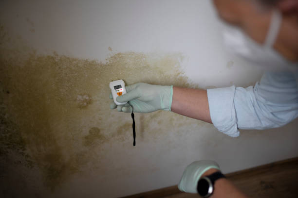 Best Mold Remediation for Schools in Smithfield, UT