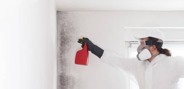 Best Post-Flood Mold Remediation in Smithfield, UT