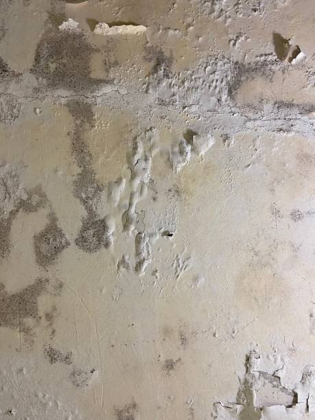 Best White Mold Remediation in Smithfield, UT