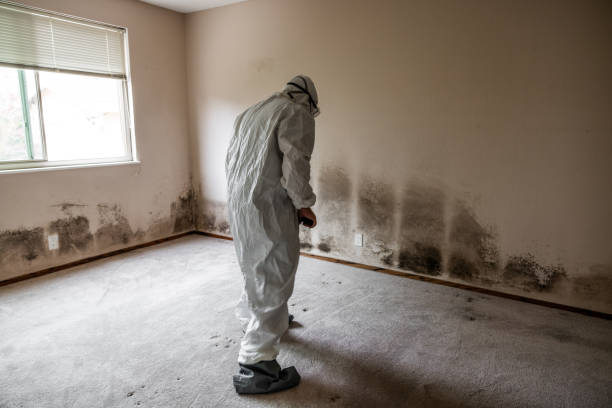 Best Emergency Mold Remediation in Smithfield, UT