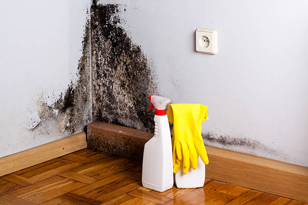 Best Kitchen Mold Remediation in Smithfield, UT