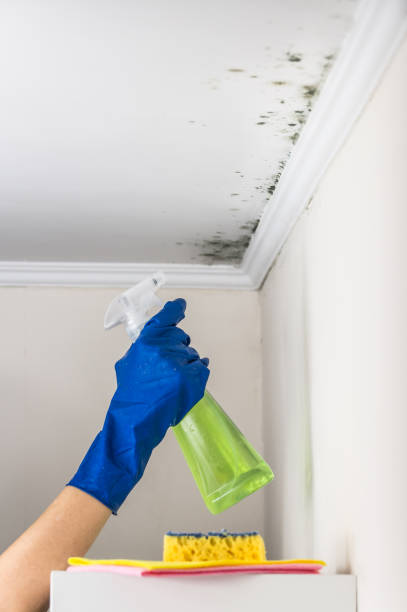 Trusted Smithfield, UT Mold Remediation Experts